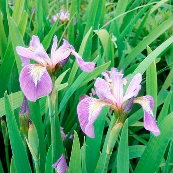 Iris Plant - Versicolour