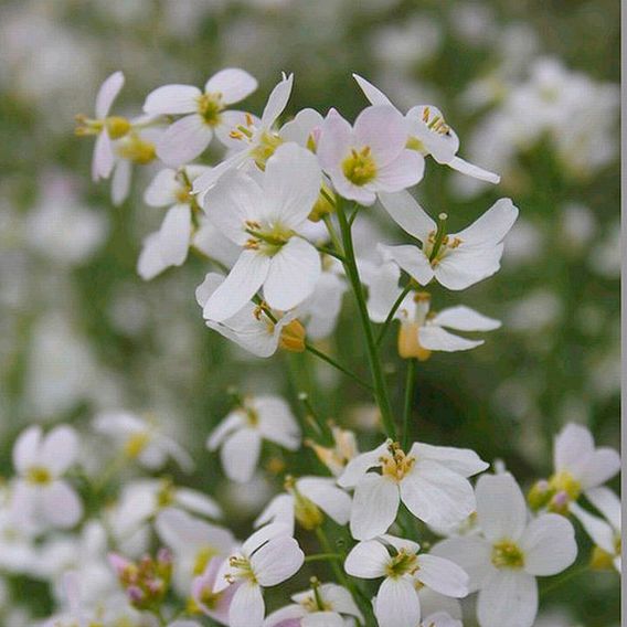 Cardamine pratensis (Marginal Aquatic)