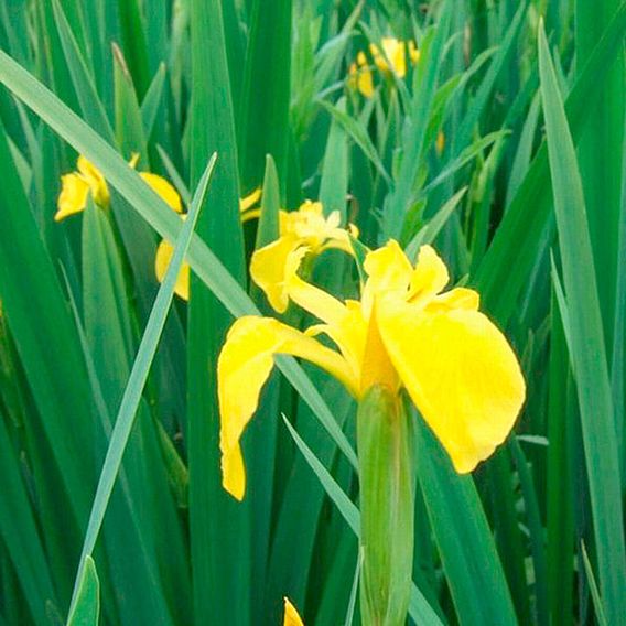 Iris pseudacorus (Marginal Aquatic)