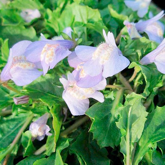 Mazus reptans