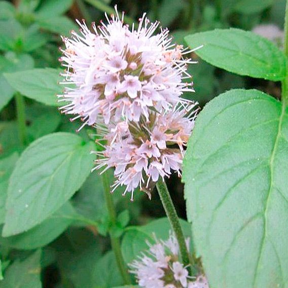 Mentha aquatica (Marginal Aquatic)