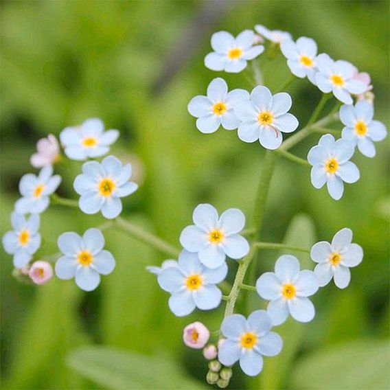 Myosotis scorpioides (Marginal Aquatic)