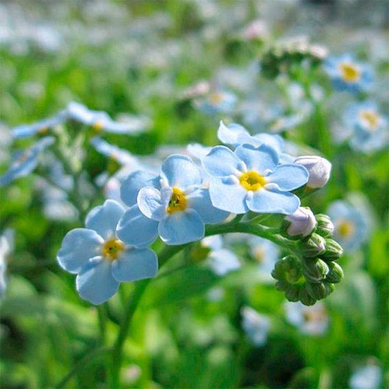 Myosotis scorpioides (Marginal Aquatic)