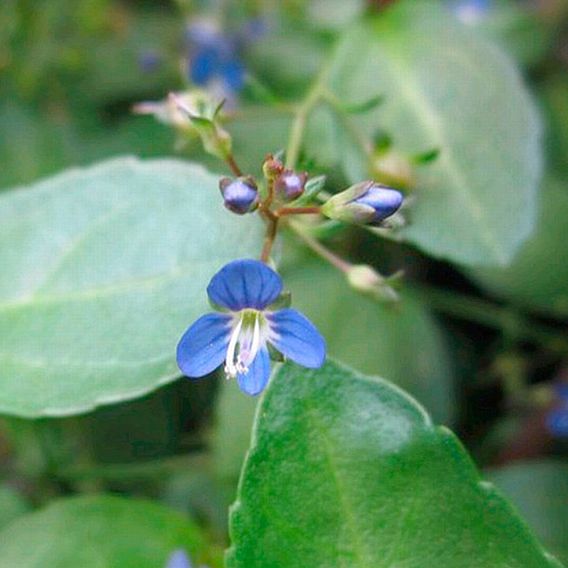 Veronica beccabunga (Marginal Aquatic)