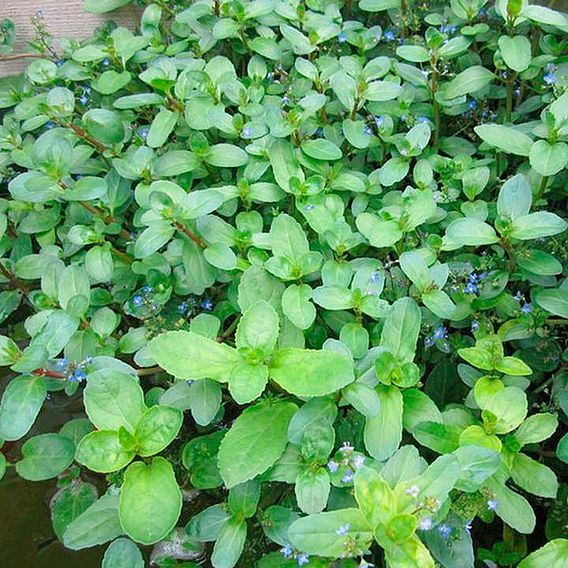 Veronica beccabunga (Marginal Aquatic)