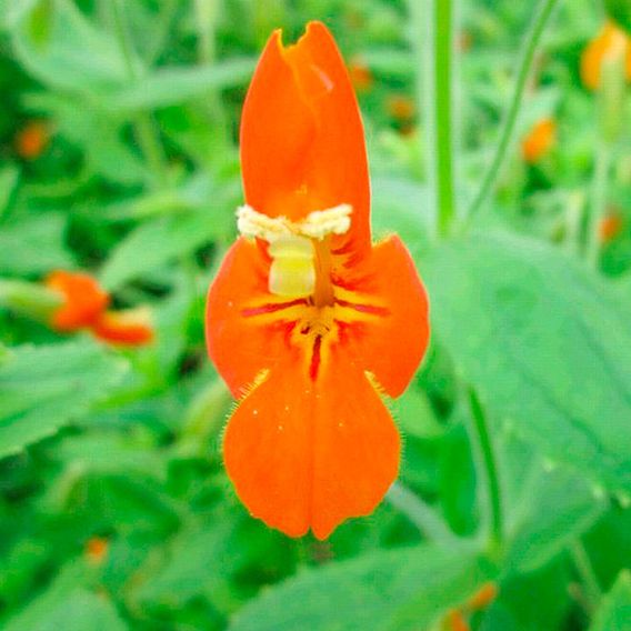 Mimulus cardinalis (Marginal Aquatic)