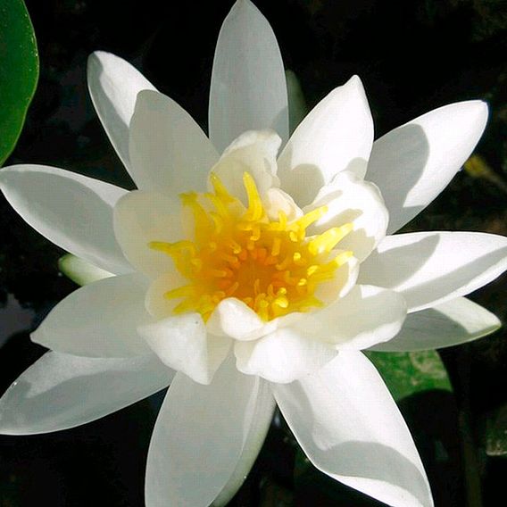 Nymphaea alba (Deep Water Aquatic)