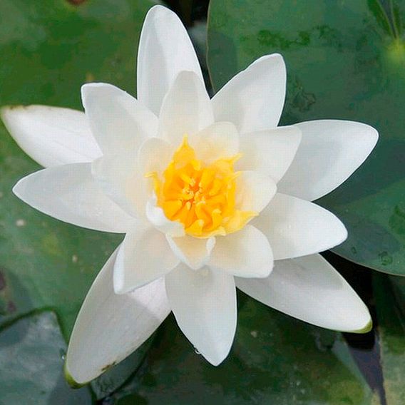 Nymphaea alba (Deep Water Aquatic)