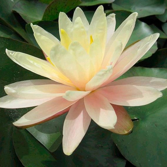 Nymphaea 'Barbara Dobbins' (Deep Water Aquatic)