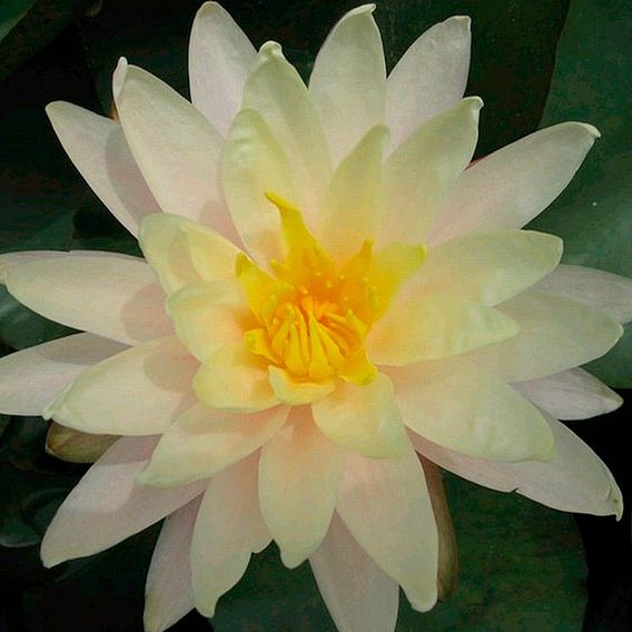 Nymphaea 'Barbara Dobbins' (Deep Water Aquatic)