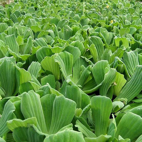 Pistia stratiotes (Floating Aquatic)