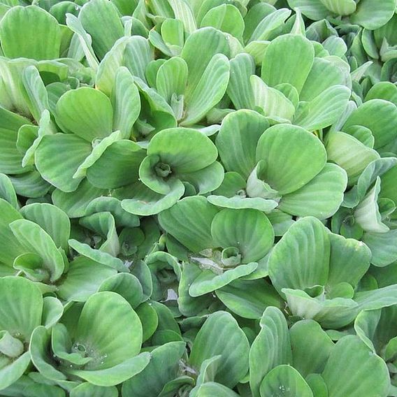 Pistia stratiotes (Floating Aquatic)