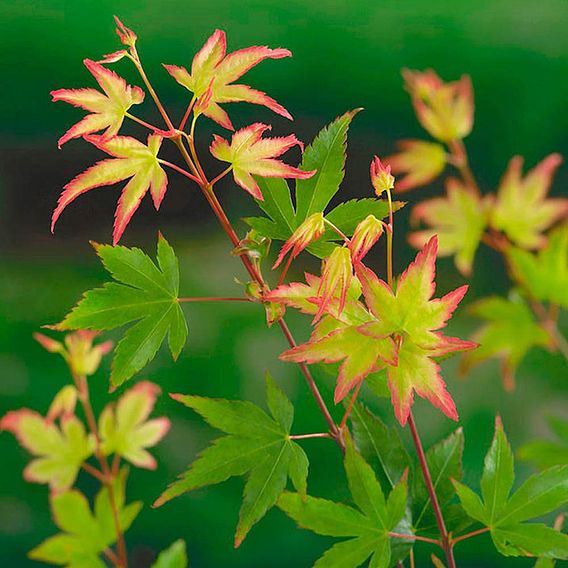 Acer palmatum 'Little Princess'