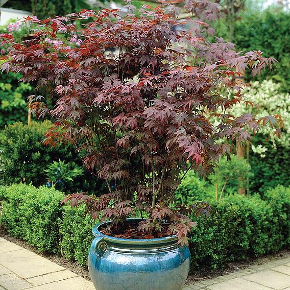 Acer palmatum 'Atropurpureum'