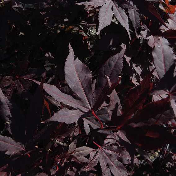 Acer palmatum 'Atropurpureum'