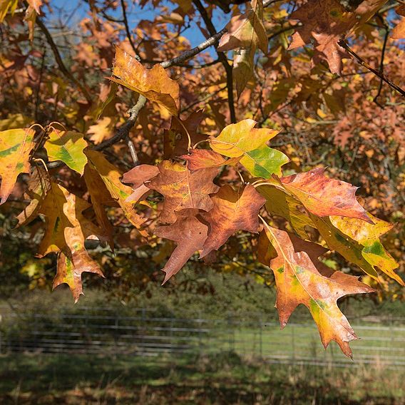 Field maple (Hedging)