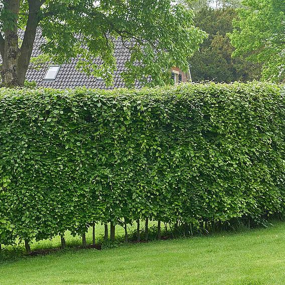 Hornbeam (Hedging)