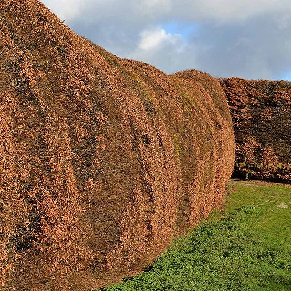 Hornbeam (Hedging)