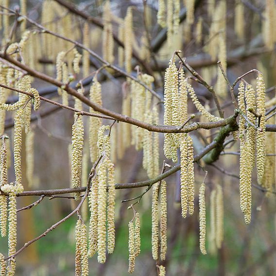 Hazel (Hedging)