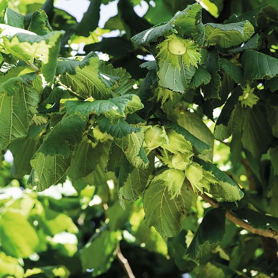 Hazel (Hedging)