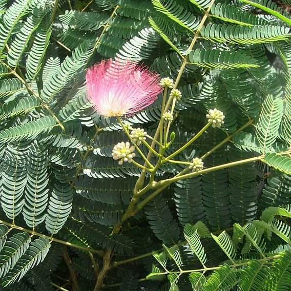 Albizia julibrissin 'Ombrella'