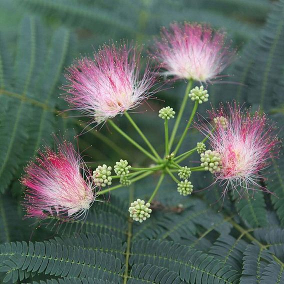 Albizia julibrissin 'Ombrella'