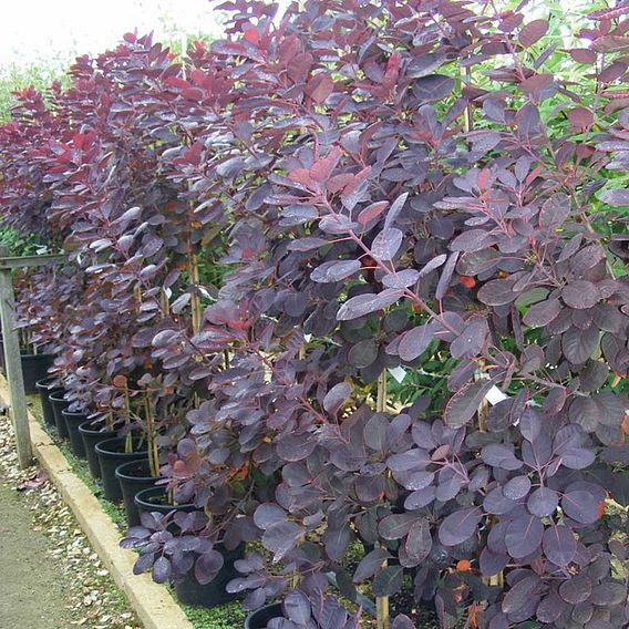 Cotinus coggygria 'Lilla'