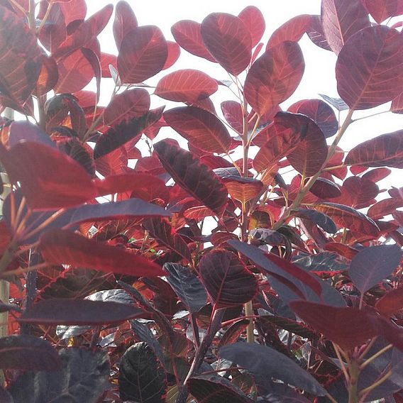 Cotinus coggygria 'Lilla'