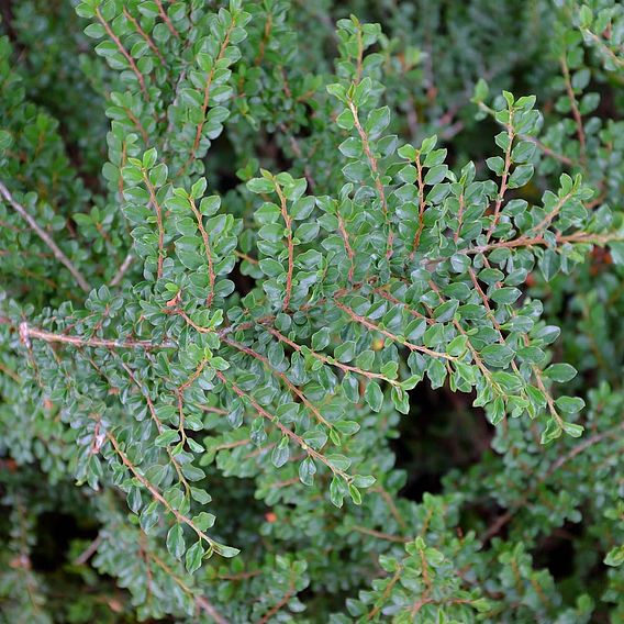 Cotoneaster adpressus 'Little Gem'