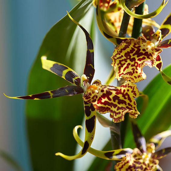 Orchid Plant - Brassia Summer Dream