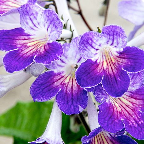 Streptocarpus 'Zoe'