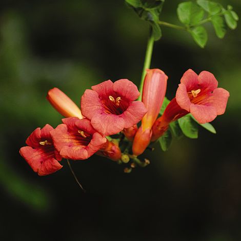 Campsis x tagliabuana 'Madame Galen'