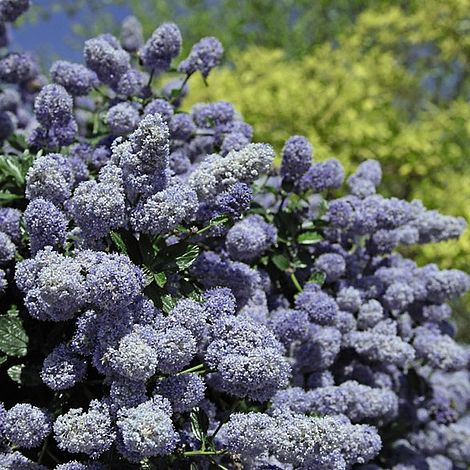 Ceanothus x delileanus 'Gloire de Versailles'