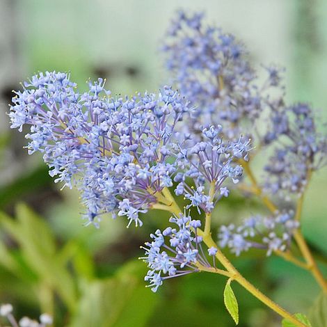 Ceanothus x delileanus 'Gloire de Versailles'