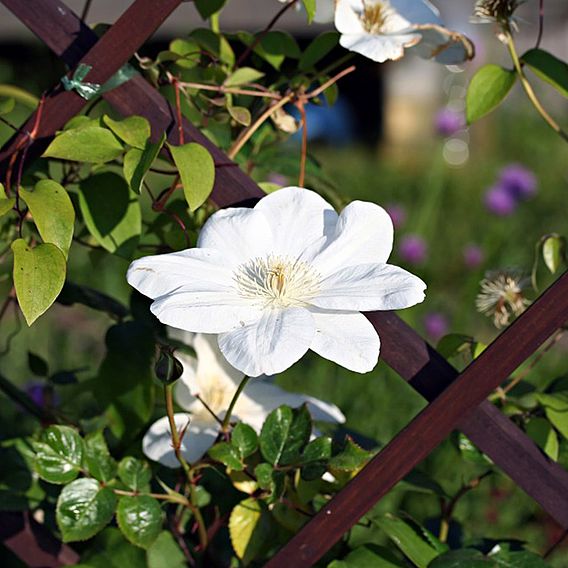 Clematis 'Guernsey Cream'