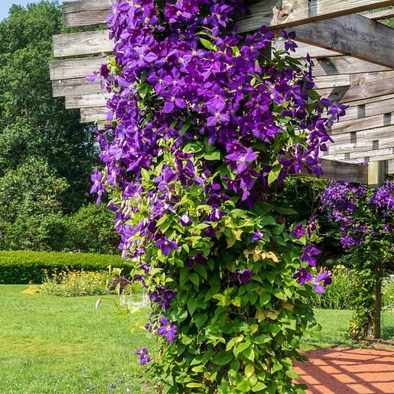 Clematis 'Jackmanii'