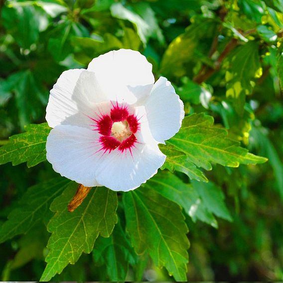 Hibiscus syriacus 'Red Heart'