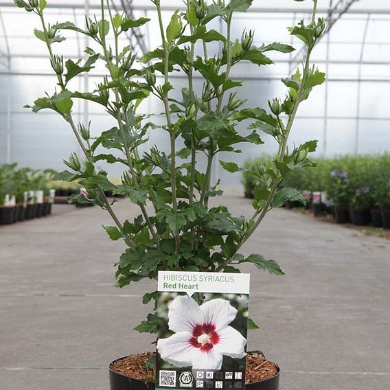 Hibiscus syriacus 'Red Heart'