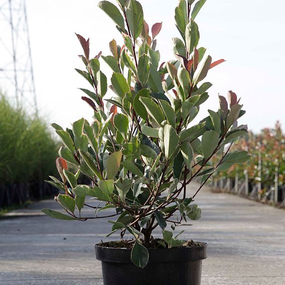 Photinia fraseri Louise (PBR)