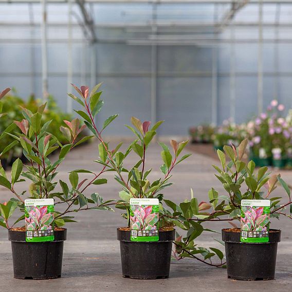 Photinia fraseri 'Louise'