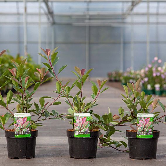 Photinia fraseri Louise (PBR)