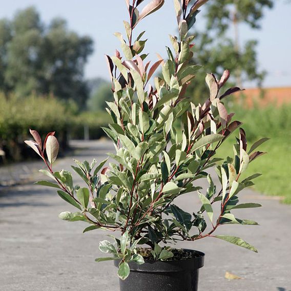 Photinia fraseri Louise (PBR)