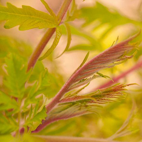 Rhus typhina 'Tiger Eyes'