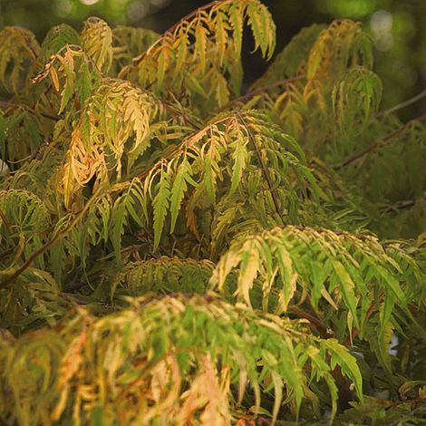 Rhus typhina 'Tiger Eyes'