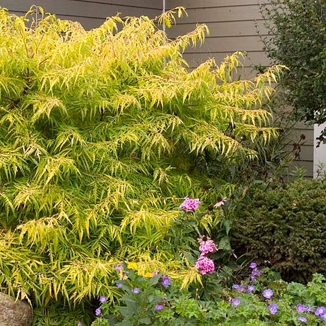 Rhus typhina 'Tiger Eyes'