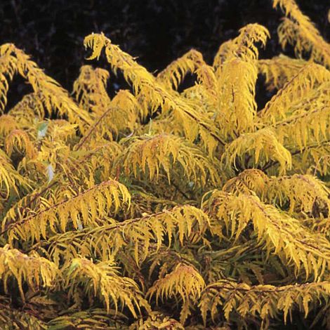 Rhus typhina 'Tiger Eyes'