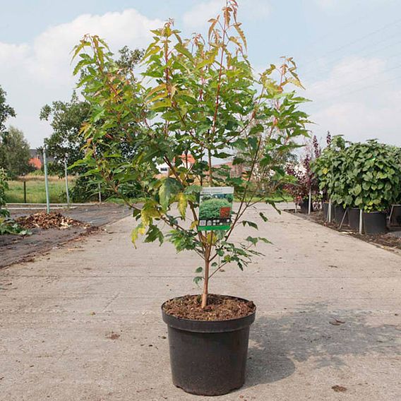 Acer ginnala 'Bailey Compact'