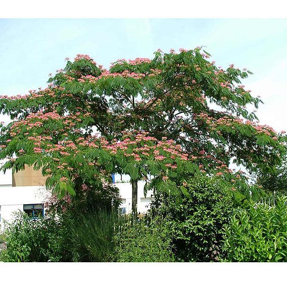 Albizia julibrissin 'Ombrella'