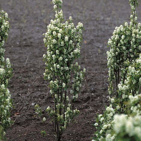 Amelanchier alnifolia 'Obelisk'