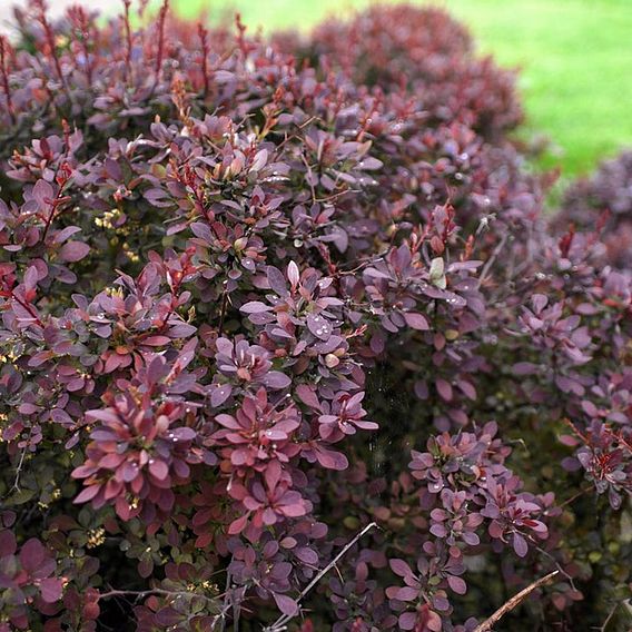 Berberis thunbergii f. atropurpurea 'Dart's Red Lady'